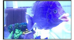 peixe com lábios humano