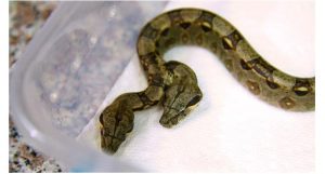 cobra de duas cabeças