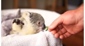 bebê koala funcionalmente extintos