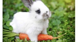 cenouras para coelhos