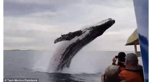 turistas-na-austrália