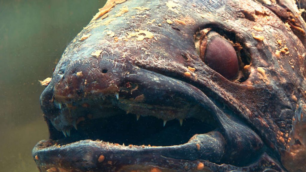 Imagem de um peixe de águas profundas choca ambientalistas – Celacantos!