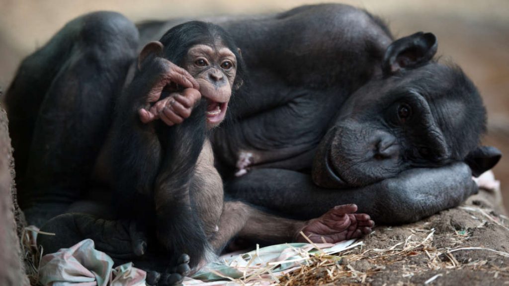 Vídeo mostra chimpanzé brincando de “aviãozinho” com filhote – Assista!