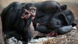 chimpanzé brincando