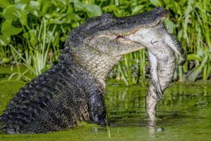 crocodilos
