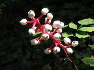 Actaea pachypoda