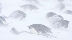 cemitério de pinguins