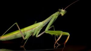 louva-deus enfrenta cobra