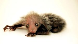 zoológico de denver