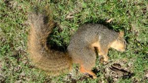 doença de Creutzfeldt-Jakob