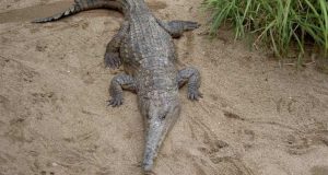 espécie de crocodilo