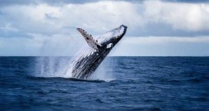 segunda guerra mundial