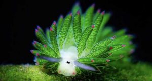 Costasiella kuroshimae