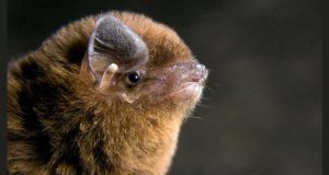 RmYN02 coronavírus em morcegos