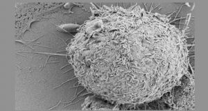 celula-no-corpo-humano