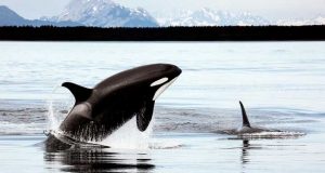 como surgiram as baleias