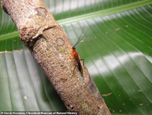 Animal incrível é descoberto na Amazônia – Vídeo!