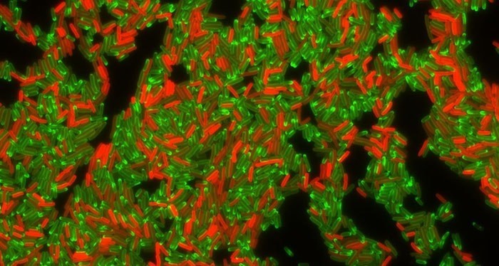 Cientistas filmam bactérias adquirindo resistência a antibiótico – Vídeo!