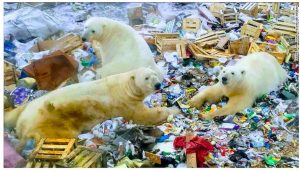 ursos polares invadem