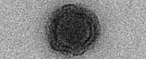 Yaravirus