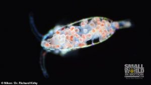 parasita Vampyrophyra pelagica