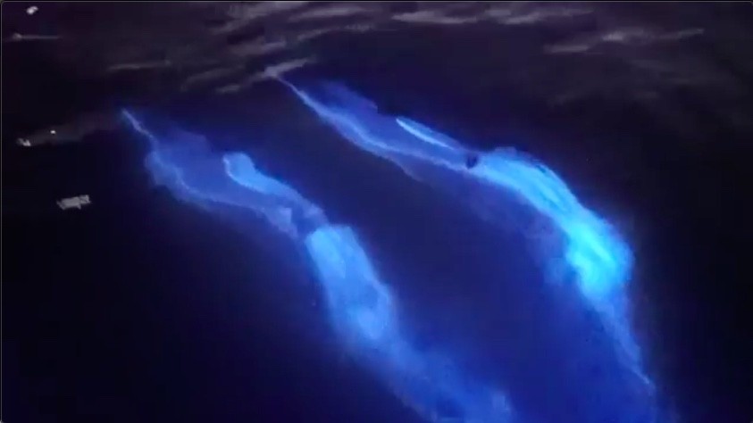 Vídeo incrível mostra golfinhos brilhando no escuro – Assista aqui!