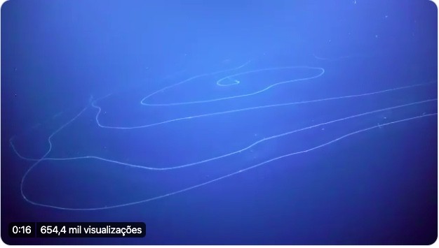 Sifonóforo gigante é filmada na Austrália – Confira!