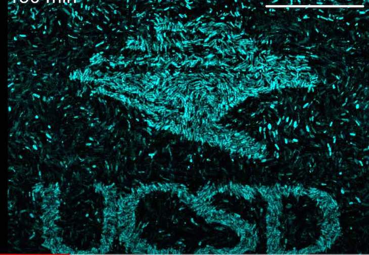 Biofilme bacteriano possui memória – Assista e entenda!