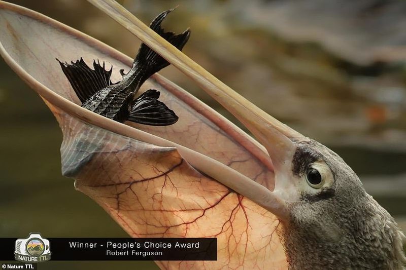 Revelado os vencedores do prêmio Nature TTL de fotografia – Veja!