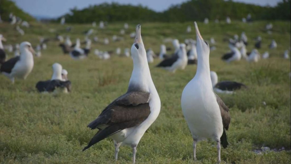 Assista a incrível dança de acasalamento de albatrozes- Vídeo!