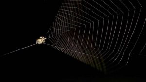 aranha mais rápida