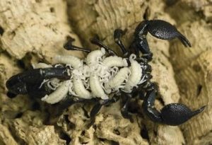 reprodução dos escorpiões