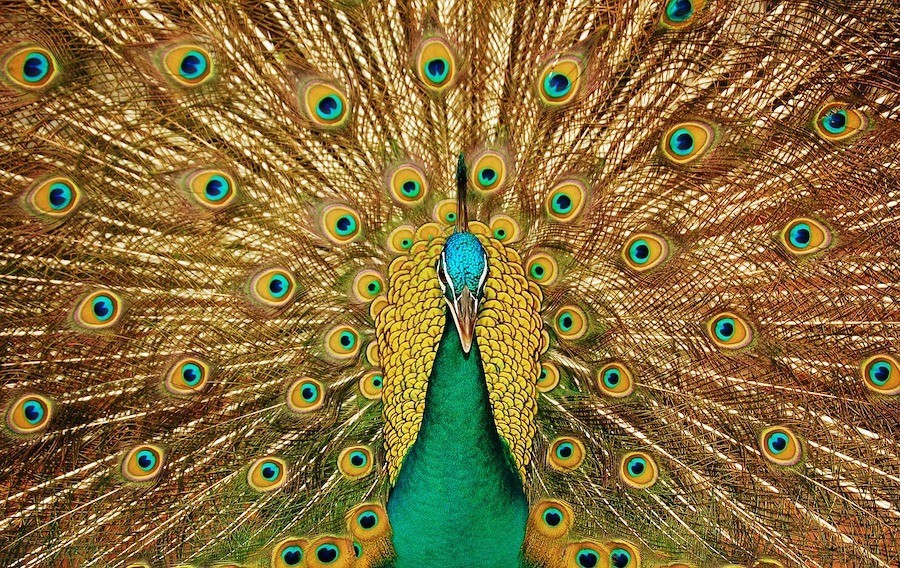 Seleção sexual e o erro de Charles Darwin – Entenda!