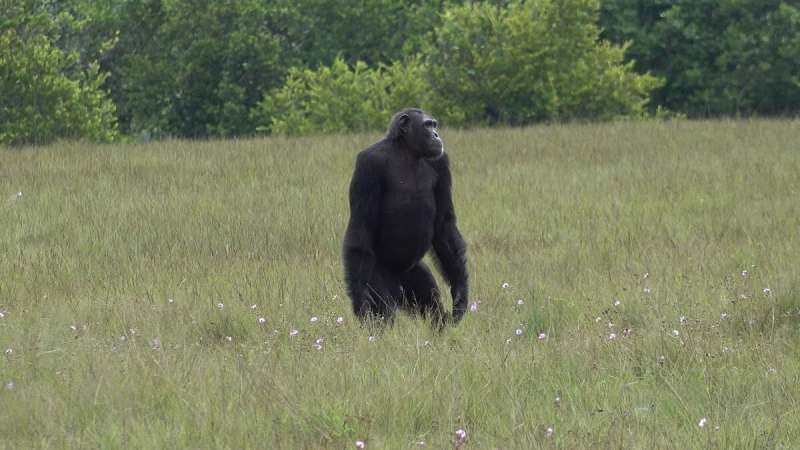Observado pela primeira vez: Chimpanzés matam Gorilas no Parque Nacional do Gabão