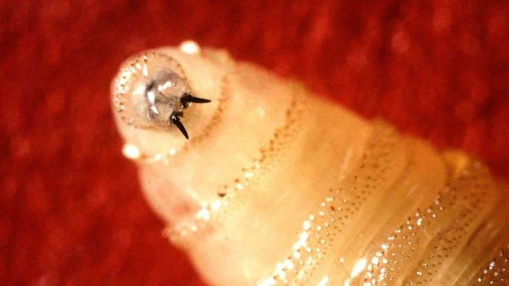 Parasita que come carne avança rumo aos EUA, alerta CDC