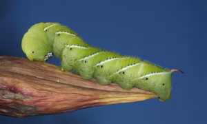 Lagarta