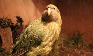 Aves na Nova Zelândi