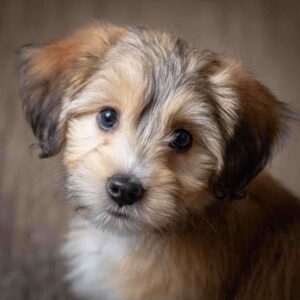 cachorro ajuda na saúde