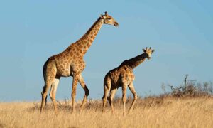 cocô girafa
