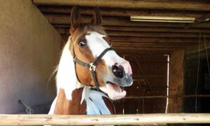 Cavalos Produzem Dois Sons