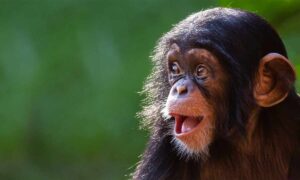o-bonobo-que-consegue-brincar-de-faz-de-conta