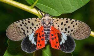 lanternfly