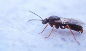 Vespas Parasitas