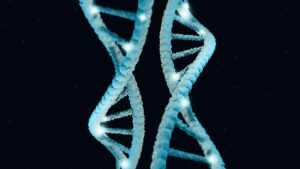 genes influenciam