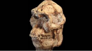 Australopithecus
