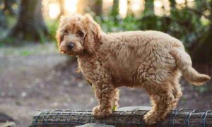 cockapoo comportamento