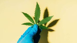 Cannabis Medicinal