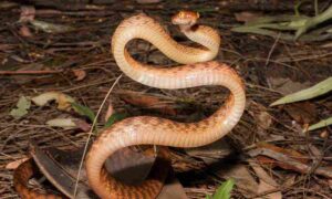 Cobras Desafiam