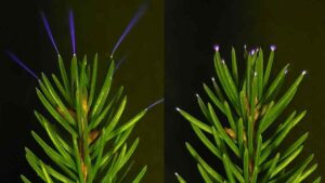 esta-semana-na-ciencia-bola-de-fogo-c-smica-flor