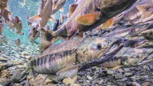 Peixes Migratórios